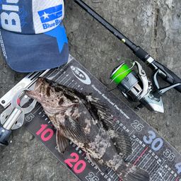 ベッコウゾイ