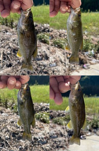 スモールマウスバスの釣果