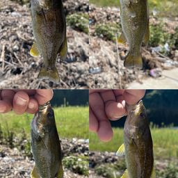 スモールマウスバス