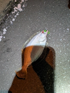 ヒラメの釣果