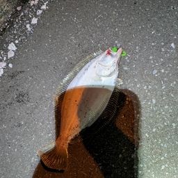 ヒラメ