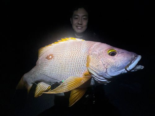シブダイの釣果