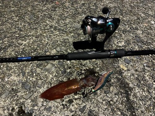 アカイカの釣果
