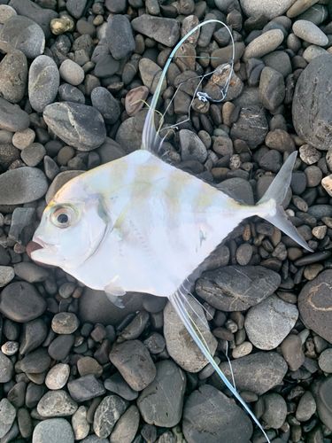 イトヒキアジの釣果