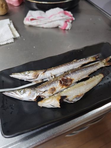 カマスの釣果