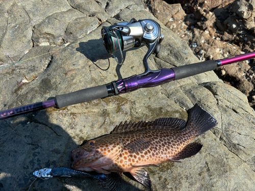 オオモンハタの釣果
