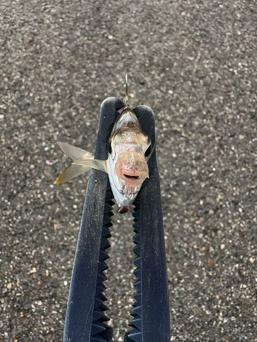 ヒイラギの釣果