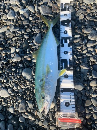 イナダの釣果