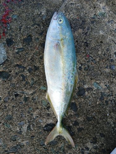 ワカシの釣果
