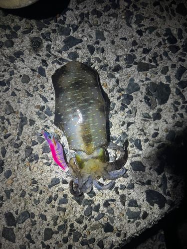 宮津湾