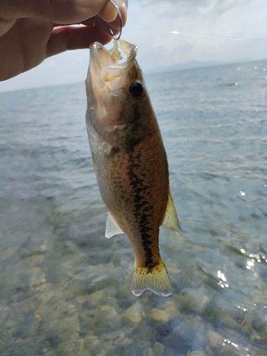 北湖西岸