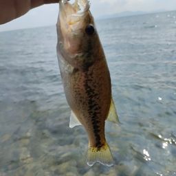 ブラックバス