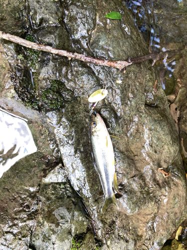 カワムツの釣果