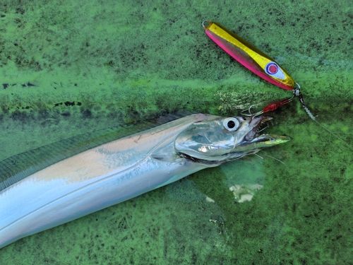 タチウオの釣果