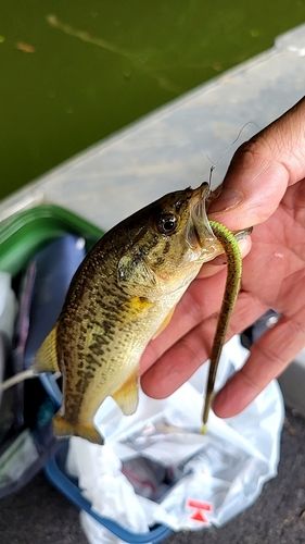 ラージマウスバスの釣果