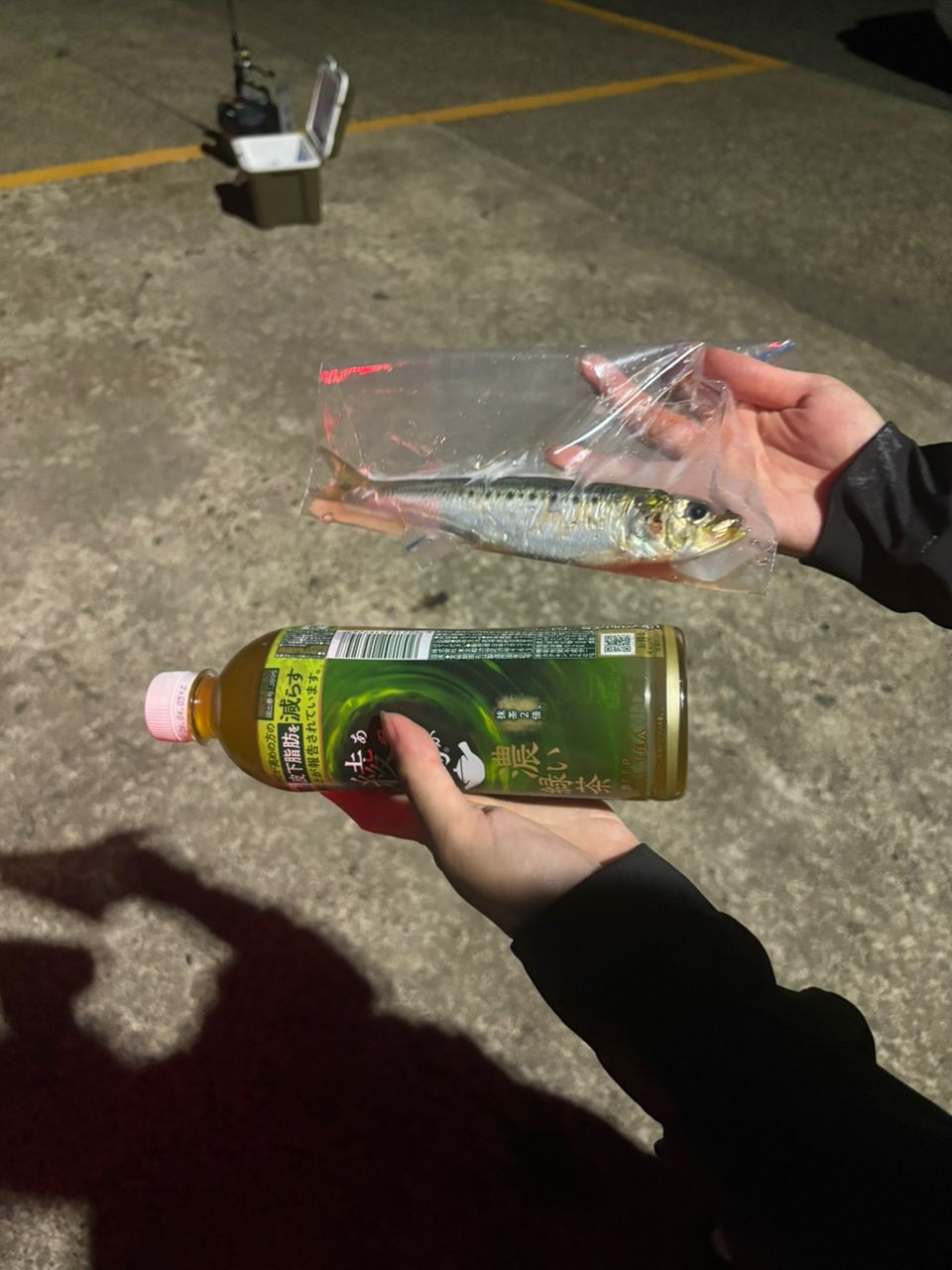マイワシ