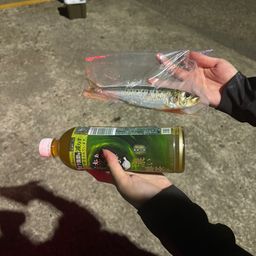 マイワシ