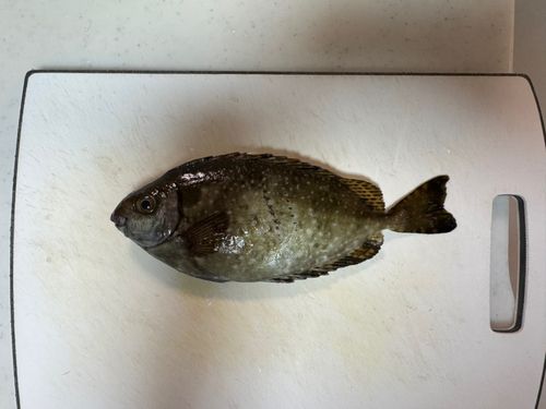 アイゴの釣果