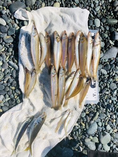 シロギスの釣果