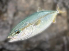 ワカシの釣果
