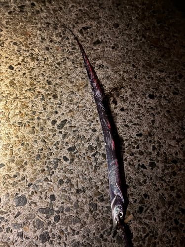 タチウオの釣果