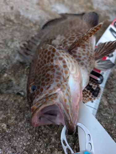 オオモンハタの釣果