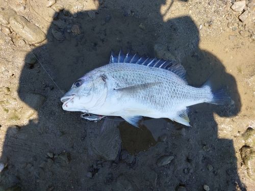 キビレの釣果