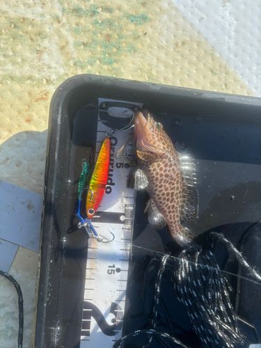オオモンハタの釣果