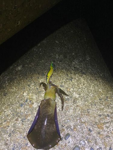 魚津漁港