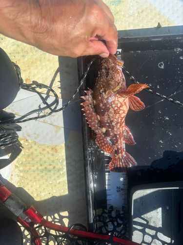 カサゴの釣果