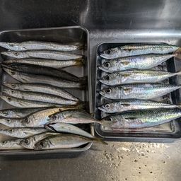 カマス