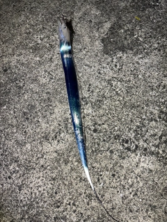 タチウオの釣果