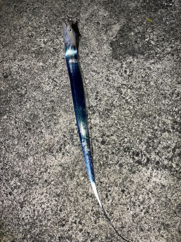 宇和海