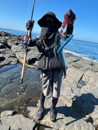 ハガツオの釣果
