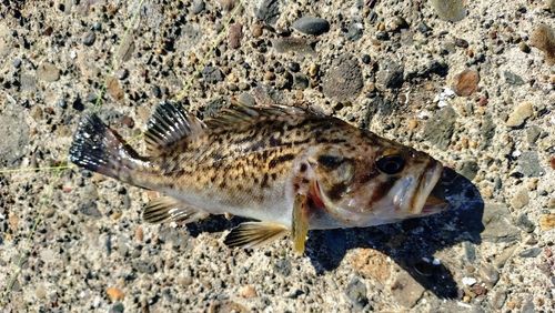 クロソイの釣果