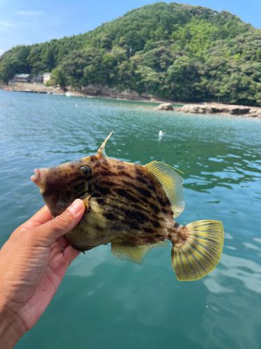 カワハギの釣果
