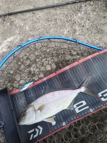 ショゴの釣果