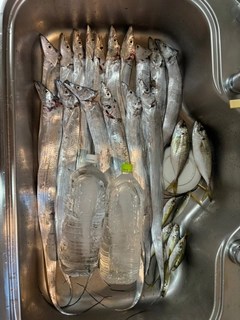 タチウオの釣果