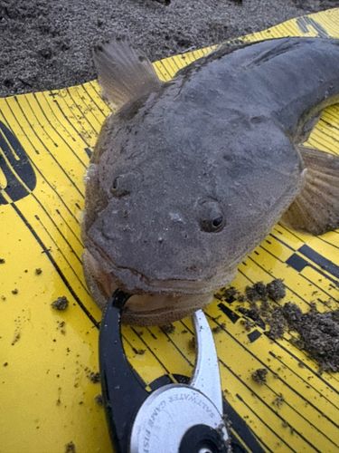 マゴチの釣果