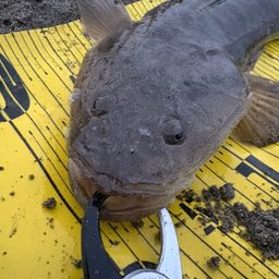 マゴチ