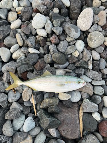 ワカシの釣果