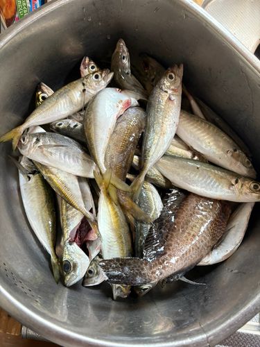 アジの釣果