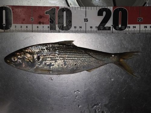 コノシロの釣果