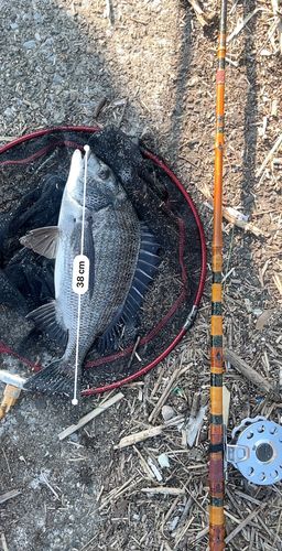 クロダイの釣果