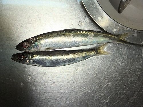イワシの釣果