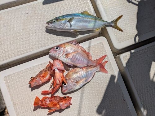 ヤズの釣果