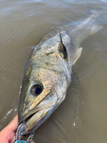 スズキの釣果