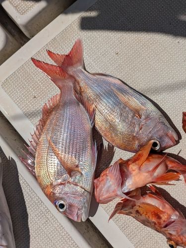 タイの釣果