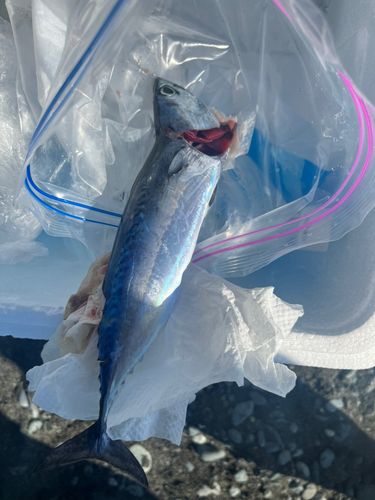 ヒラソウダの釣果