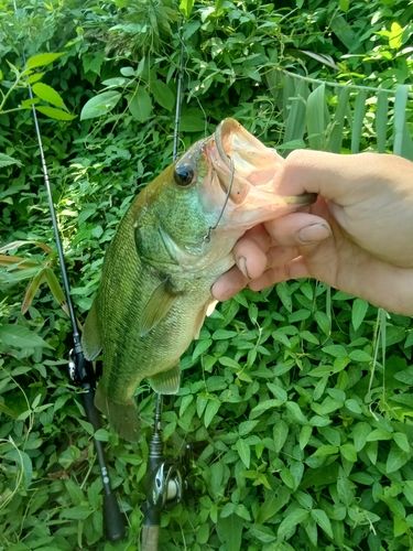 ラージマウスバスの釣果